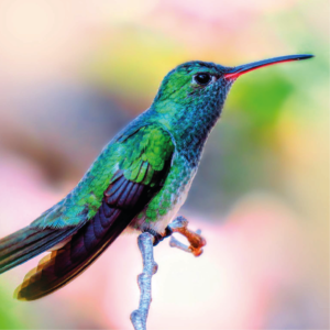 FAUNA HONDUREÑA